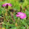 Fotografia 6 da espécie Dianthus alpinus do Jardim Botânico UTAD