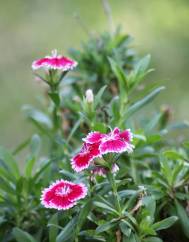 Dianthus chinensis