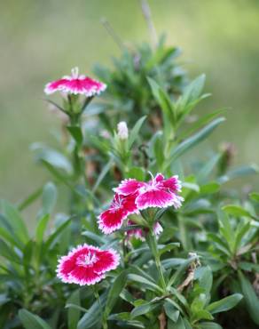 Fotografia 1 da espécie Dianthus chinensis no Jardim Botânico UTAD