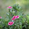 Fotografia 1 da espécie Dianthus chinensis do Jardim Botânico UTAD