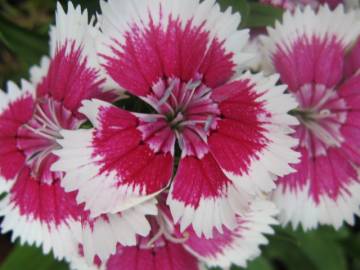 Fotografia da espécie Dianthus chinensis