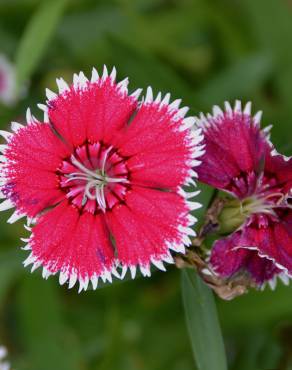 Fotografia 3 da espécie Dianthus chinensis no Jardim Botânico UTAD