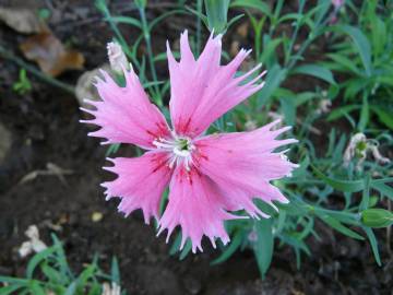 Fotografia da espécie Dianthus chinensis