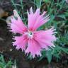 Fotografia 4 da espécie Dianthus chinensis do Jardim Botânico UTAD