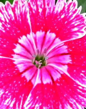 Fotografia 5 da espécie Dianthus chinensis no Jardim Botânico UTAD