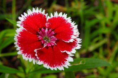 Fotografia da espécie Dianthus chinensis