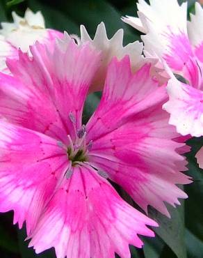 Fotografia 8 da espécie Dianthus chinensis no Jardim Botânico UTAD