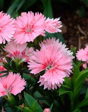 Fotografia 9 da espécie Dianthus chinensis no Jardim Botânico UTAD