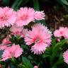 Fotografia 9 da espécie Dianthus chinensis do Jardim Botânico UTAD