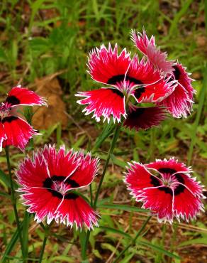 Fotografia 10 da espécie Dianthus chinensis no Jardim Botânico UTAD