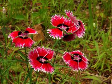 Fotografia da espécie Dianthus chinensis