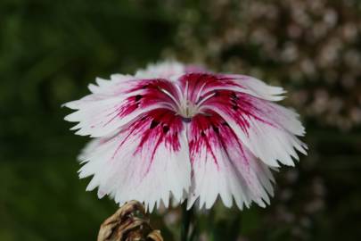 Fotografia da espécie Dianthus chinensis