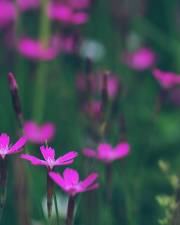 Fotografia da espécie Dianthus deltoides