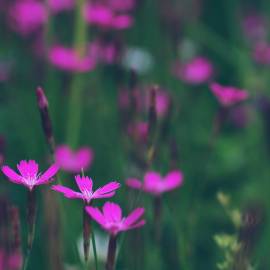 Fotografia da espécie Dianthus deltoides