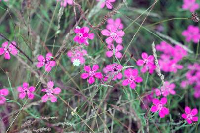 Fotografia da espécie Dianthus deltoides