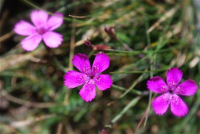 Fotografia da espécie Dianthus deltoides