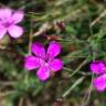 Fotografia 3 da espécie Dianthus deltoides do Jardim Botânico UTAD