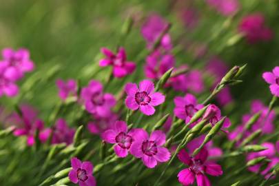 Fotografia da espécie Dianthus deltoides
