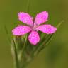 Fotografia 5 da espécie Dianthus deltoides do Jardim Botânico UTAD