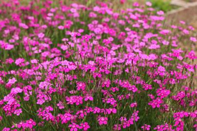 Fotografia da espécie Dianthus deltoides