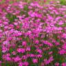 Fotografia 6 da espécie Dianthus deltoides do Jardim Botânico UTAD