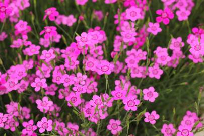 Fotografia da espécie Dianthus deltoides