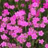 Fotografia 7 da espécie Dianthus deltoides do Jardim Botânico UTAD