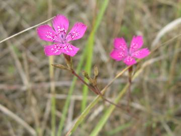 Fotografia da espécie Dianthus deltoides