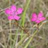 Fotografia 8 da espécie Dianthus deltoides do Jardim Botânico UTAD