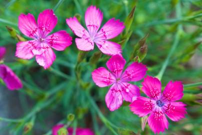 Fotografia da espécie Dianthus deltoides