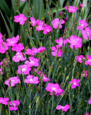 Fotografia 10 da espécie Dianthus deltoides no Jardim Botânico UTAD