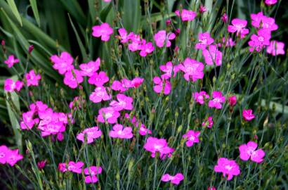 Fotografia da espécie Dianthus deltoides