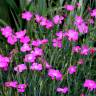 Fotografia 10 da espécie Dianthus deltoides do Jardim Botânico UTAD