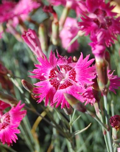 Fotografia de capa Dianthus gratianopolitanus - do Jardim Botânico