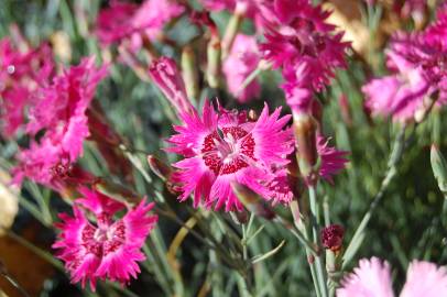 Fotografia da espécie Dianthus gratianopolitanus