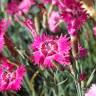 Fotografia 1 da espécie Dianthus gratianopolitanus do Jardim Botânico UTAD