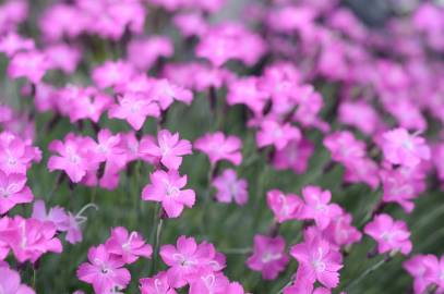 Fotografia da espécie Dianthus gratianopolitanus