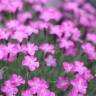 Fotografia 3 da espécie Dianthus gratianopolitanus do Jardim Botânico UTAD