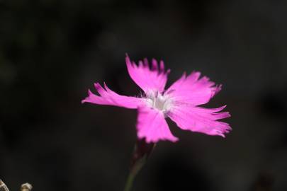 Fotografia da espécie Dianthus gratianopolitanus