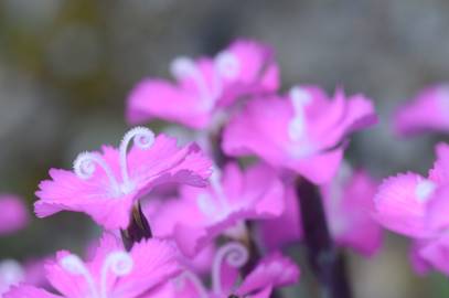 Fotografia da espécie Dianthus gratianopolitanus