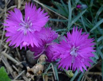 Fotografia da espécie Dianthus gratianopolitanus