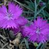 Fotografia 6 da espécie Dianthus gratianopolitanus do Jardim Botânico UTAD