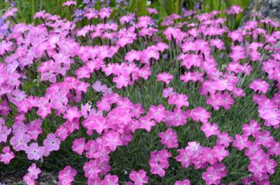 Fotografia da espécie Dianthus gratianopolitanus