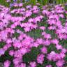 Fotografia 7 da espécie Dianthus gratianopolitanus do Jardim Botânico UTAD