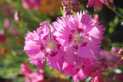 Fotografia da espécie Dianthus gratianopolitanus