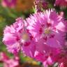 Fotografia 8 da espécie Dianthus gratianopolitanus do Jardim Botânico UTAD