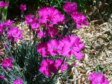 Fotografia da espécie Dianthus gratianopolitanus