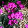 Fotografia 9 da espécie Dianthus gratianopolitanus do Jardim Botânico UTAD