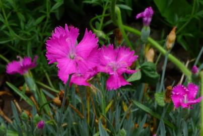 Fotografia da espécie Dianthus gratianopolitanus