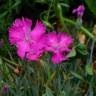 Fotografia 10 da espécie Dianthus gratianopolitanus do Jardim Botânico UTAD